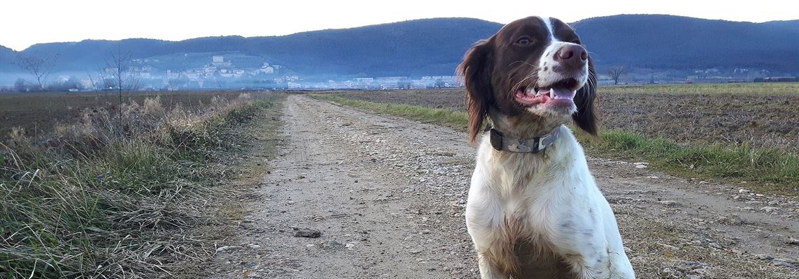 taking dog on holiday