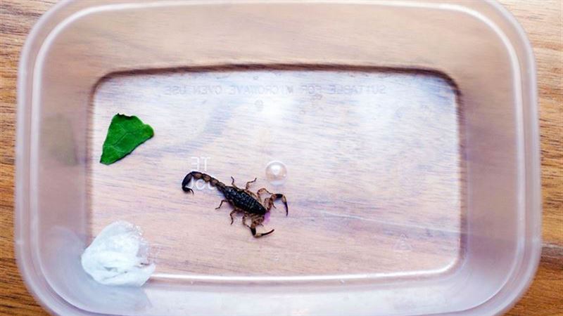 smallest scorpion in the world