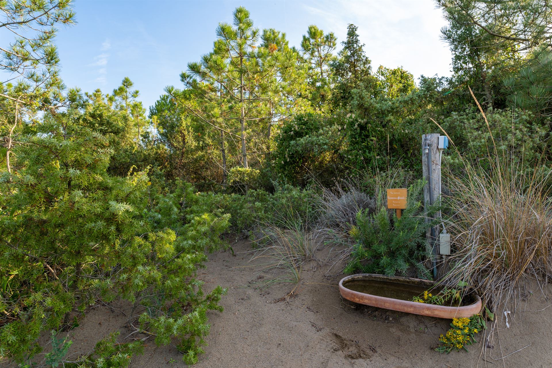 16+ Plants In Shrublands