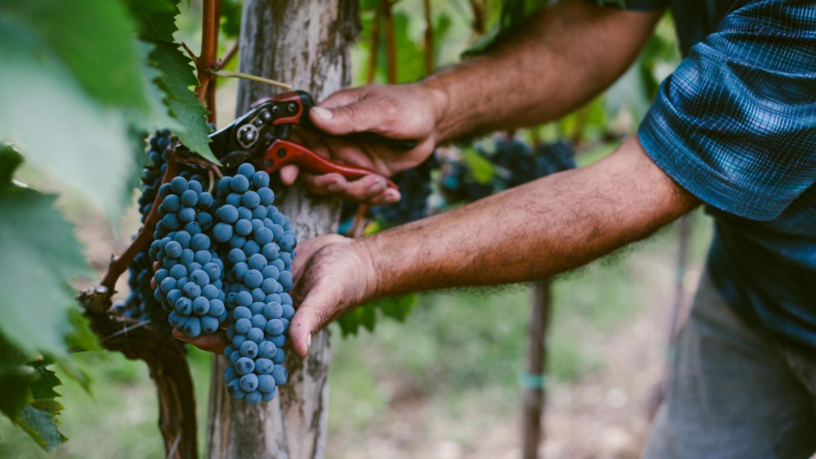 Grapes are cut from the vines by hand. Photo: Cultura Creative (RF)/Alamy